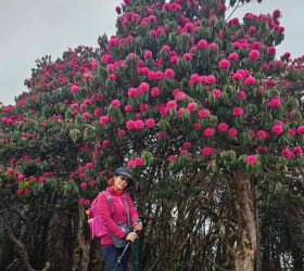 Rhododendron trees along mardi himal trek