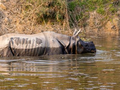 One-horned rhino wading through the river at Chitwan National Park, Nepal.
Photo by: Denise Elbs on Unsplash